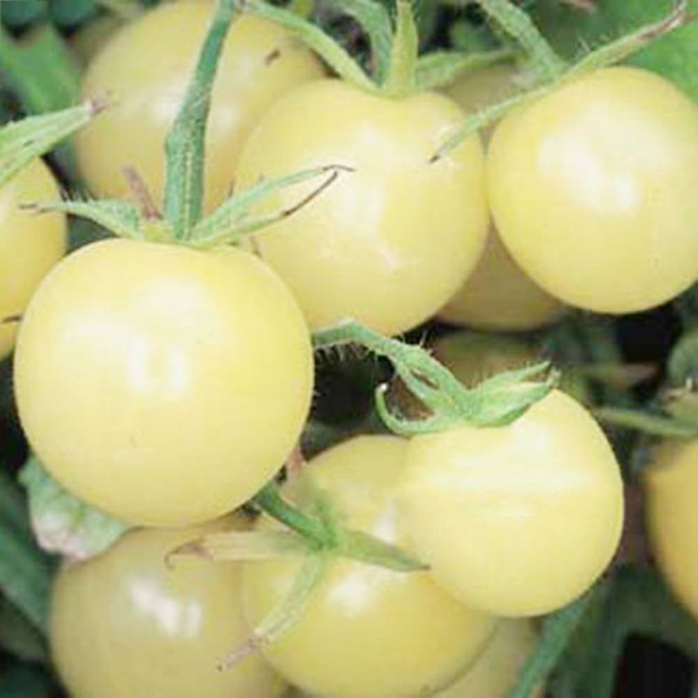 White Tomato Seeds – grow unique pale yellow or white tomatoes, perfect for garden beds, containers, and fresh consumption in salads.